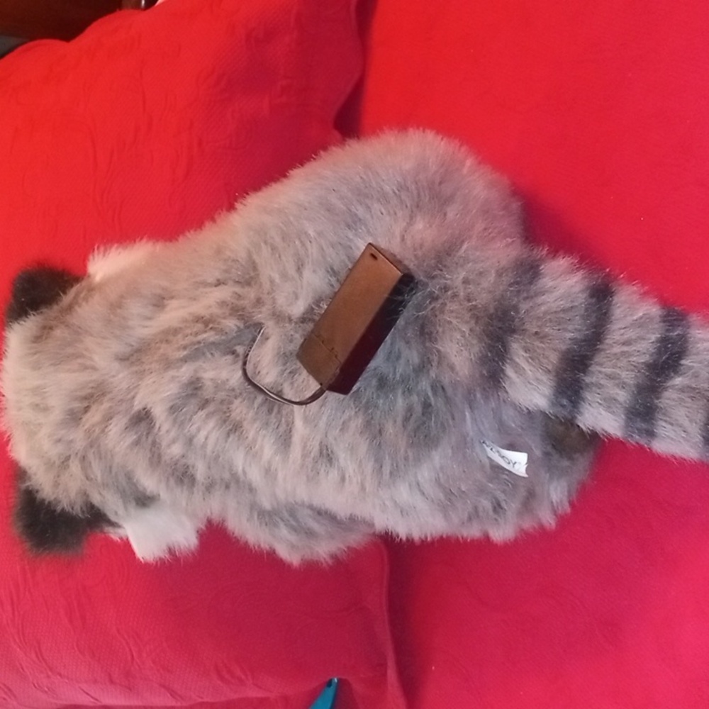 Racoon - Picture 3 of 4